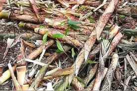 教大家如何加工竹笋