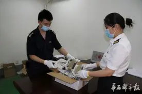 成都查获巨型蟑螂好吓人！蟑螂长5厘米有40多只图片