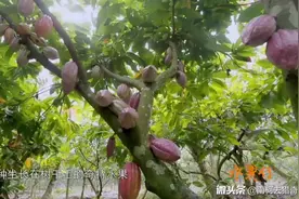 原来制作巧克力的原料可可果是这个样子