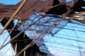 只有希望今天晚上的气温别太低，西红柿苗能平安无事！视频封面