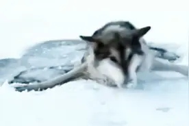 男子把掉进冰窟的一只狼，救了起来后，结果竟然这么惊人！视频封面