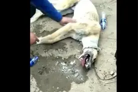 这只狗肺跑炸了，大家看看有的救吗！