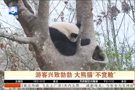 成都：熊猫基地“挤翻天” 游客：光看熊猫吃竹子 能看一下午！视频封面