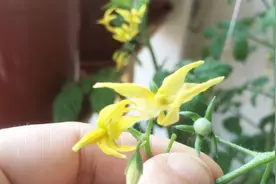 平民姐教你阳台种番茄 清晰版人工授粉教程 怎么判断授粉是否成功