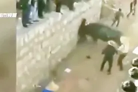 大年初五云南曲靖陆良大莫古镇举办斗牛大赛，斗牛发狂顶伤两人!