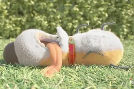 一只爱追快递小哥的小狗，究竟是为啥？视频封面