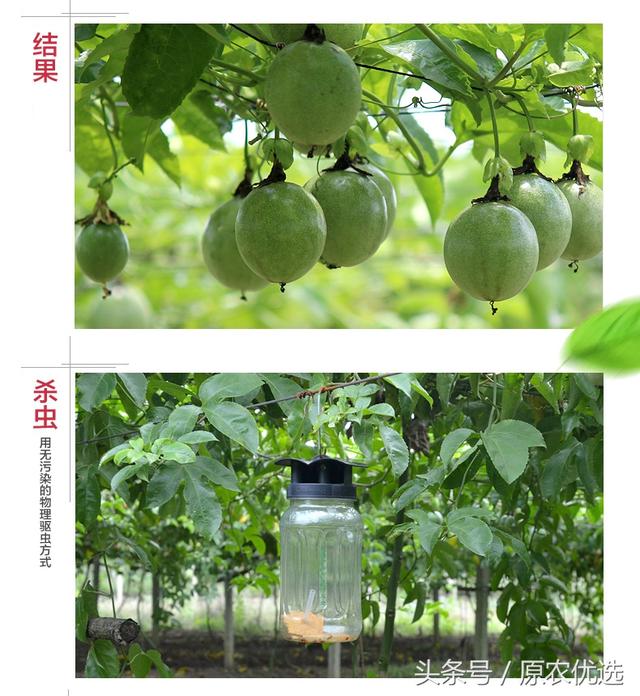 广西桂林荔浦紫香百香果--果汁之王 酸爽满口留香 新鲜上市