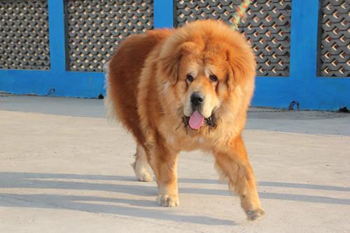 红利藏獒价格3200万(藏獒红利最新消息)_牧林森宠物网