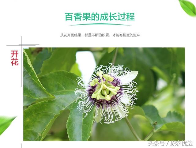 广西桂林荔浦紫香百香果--果汁之王 酸爽满口留香 新鲜上市