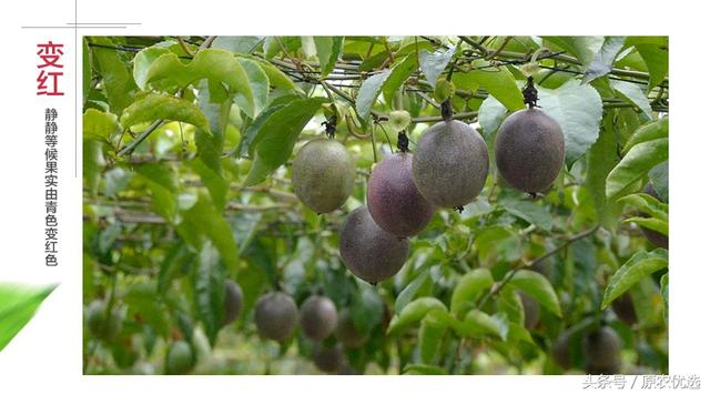 广西桂林荔浦紫香百香果--果汁之王 酸爽满口留香 新鲜上市