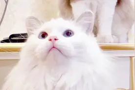 老碳头自创驱猫……不不不 招猫三式视频封面