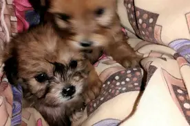 女孩回家路上被两只小奶狗撞了个满怀，想要送人又舍不得，愁坏了图片