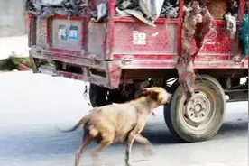 痛心！流浪狗狂追三轮车一公里，当它停下来之后，当场泪崩！视频封面