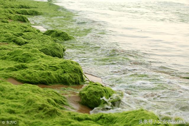 鐢熺墿鍒烘縺绱犳渶鍏ㄨВ閲婏紝浜斿ぇ绫伙紒