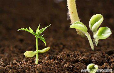 生物刺激素最全解释，五大类！
