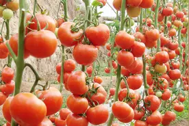 种地高手总结的8个高产绝招，学会3个就暴富！看看你中了几个？视频封面