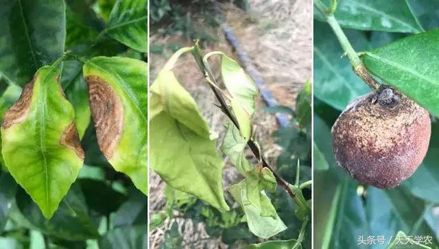 三月来了，这是柑橘病虫害爆发期，还是果农丰产高质的关键期？