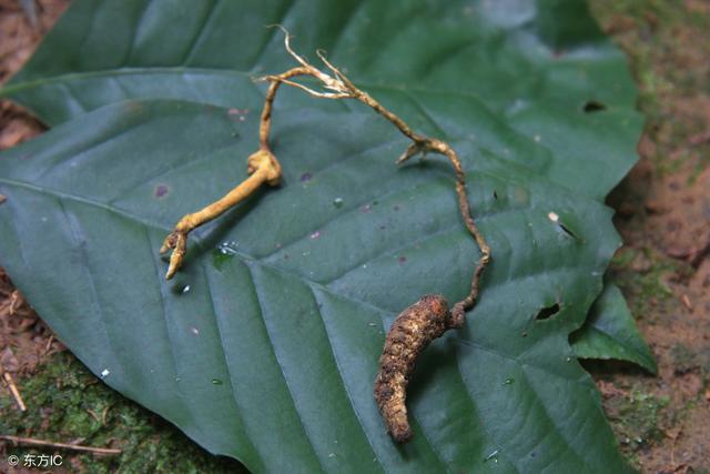 名贵中药的便宜替代品（一）