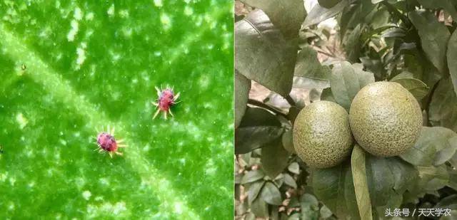 三月来了，这是柑橘病虫害爆发期，还是果农丰产高质的关键期？