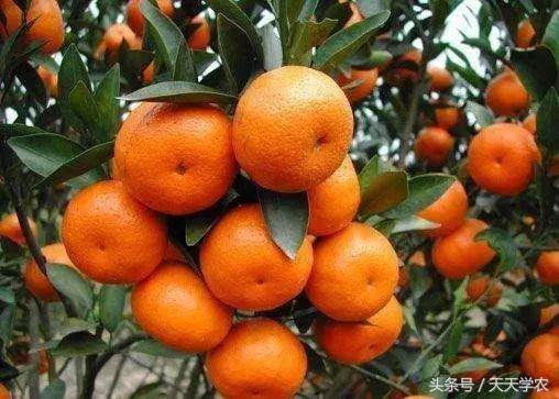 三月来了，这是柑橘病虫害爆发期，还是果农丰产高质的关键期？