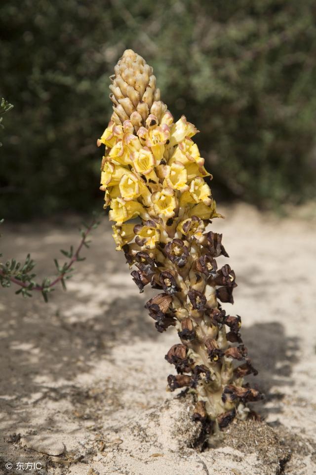 名贵中药的便宜替代品（一）