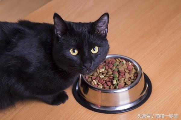 小猫什么都不吃怎么办