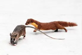 为什么黄鼠狼喜欢捕食老鼠？原来老鼠体内有它想要的东西