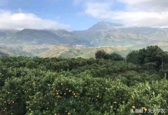 三月来了，这是柑橘病虫害爆发期，还是果农丰产高质的关键期？