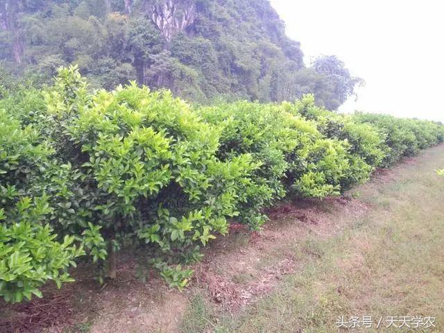 三月来了，这是柑橘病虫害爆发期，还是果农丰产高质的关键期？