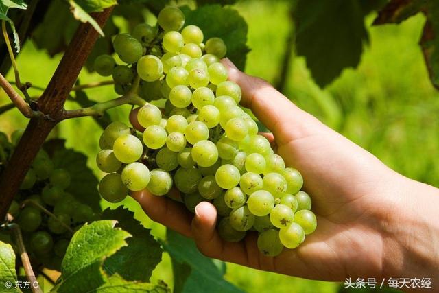 葡萄补钙的几个误区，千万不要乱补！