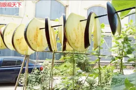 这个紫色蔬菜晒干后炖肉吃！吃过的人都回味无穷！还可以治疗咳嗽