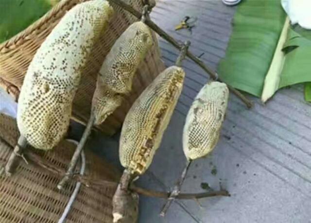 土蜂蜜的功效与鉴别方法