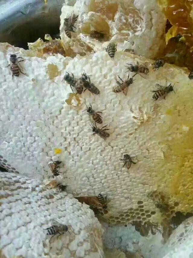 土蜂蜜的功效与鉴别方法