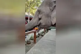 大象笑了！