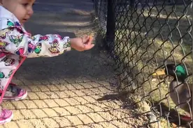 这么可爱的动物谁还忍心伤害它们之三