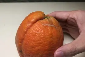 这样的橘子有问题坚决不能吃，你看出来了么