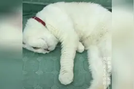猫咪神配音：二豆睡了一年，作业还没写呢图片