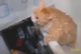 宠物犯蠢日常，用喇叭把狗狗吓得失禁了！视频封面