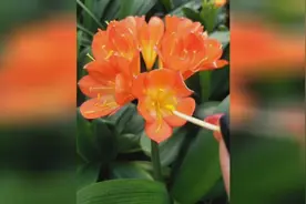 农民小妹分享君子兰管理经验君子兰何时授粉如何分辨雌雄蕊视频封面