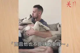 主人不断抚摸哈士奇，二哈表示好舒服，好有爱的主人可爱的哈士奇视频封面