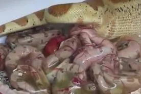 科普：蛇既有卵生又有胎生，看蛇妈妈一窝生好多蛇宝宝