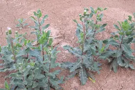 刺儿菜治子宫出血有用吗图片