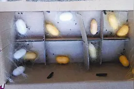 蚕宝宝为啥结出“金茧子”？原是携带了彩色基因图片