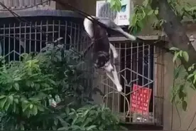 哈士奇失足坠楼 求狗狗心理阴影面积图片