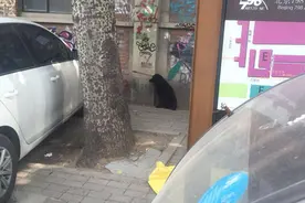 北京惊现弓弩射入流浪狗头部，泣血呼吁动物保护立法！图片