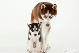 哈士奇喜欢乱跑怎么办图片