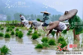 湖北恩施：农民雨中忙插秧图片