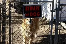 现在看家护院，这些狗还用的上吗？哈哈图片