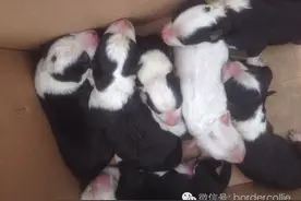 说说边牧花色那些事儿，真的只有七白三通才符合大众审美？快别闹了~图片