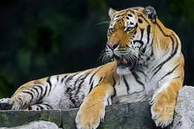 1986年属相是什么？2016年的运势怎么样图片